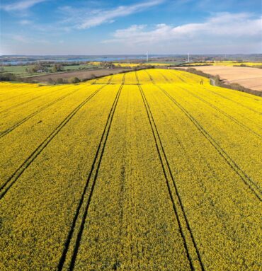 Rapeseed fields from above