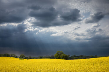 Rapeseed in front of rain clouds