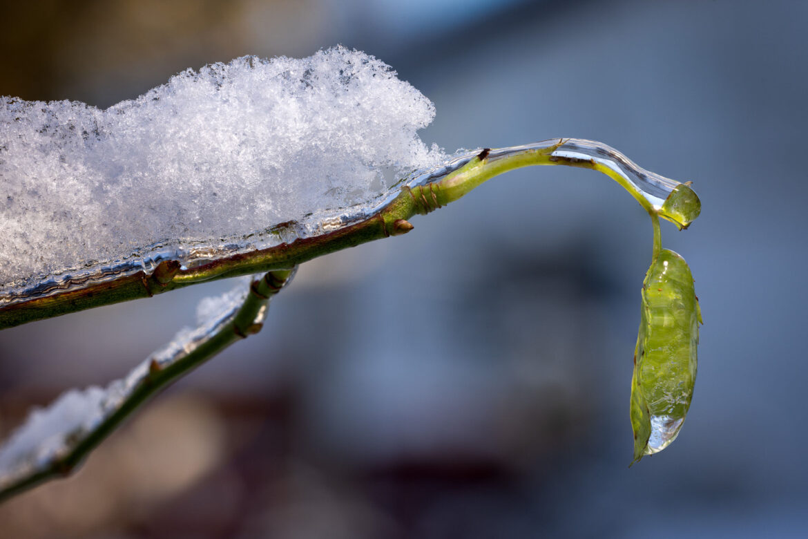 Iced leaf with branch