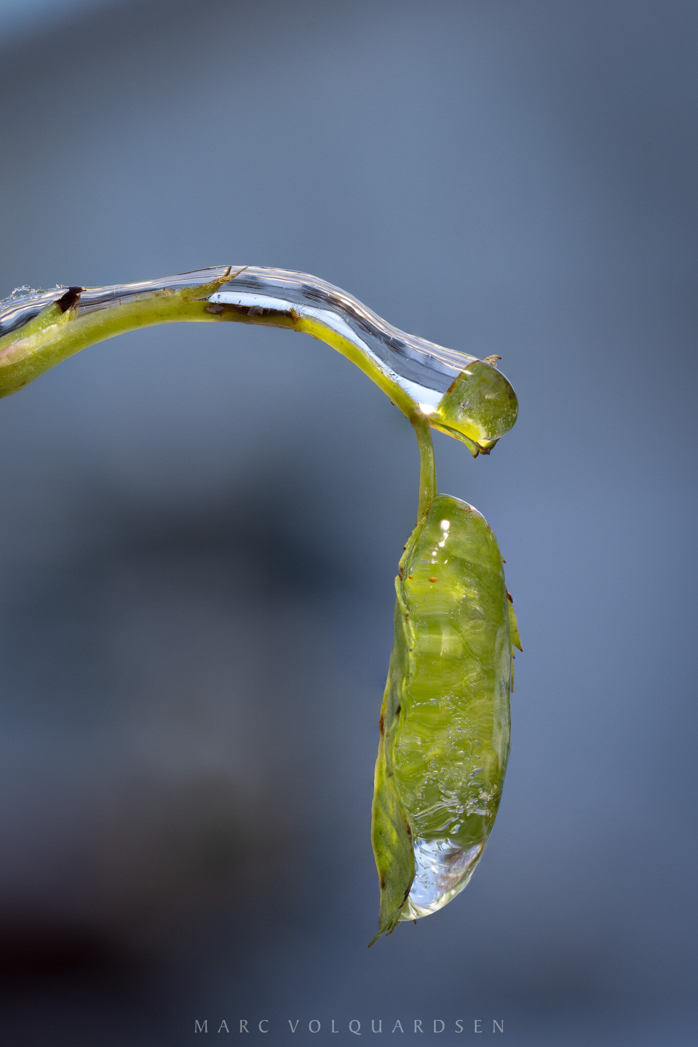 Iced branch with leaf