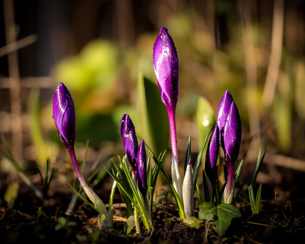 A group of crocuses after the rain