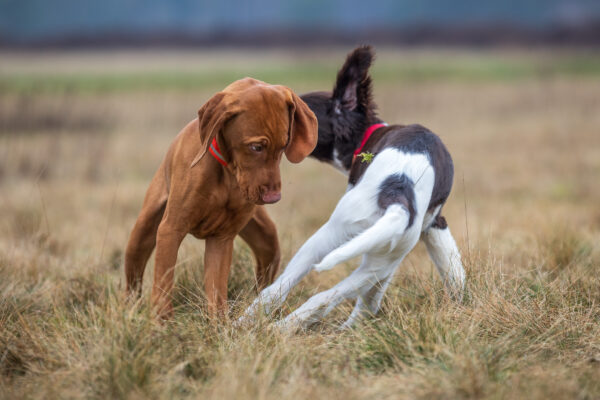 Finley & Taco romping around