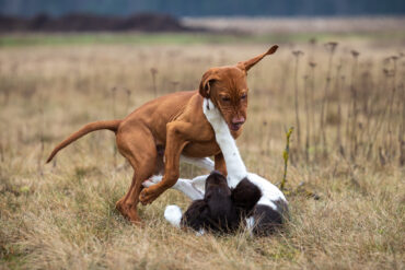Young dogs romping around
