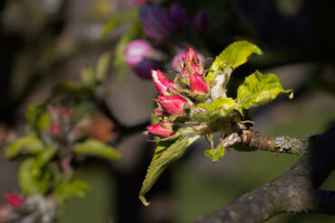 Apple blossoms shortly before opening