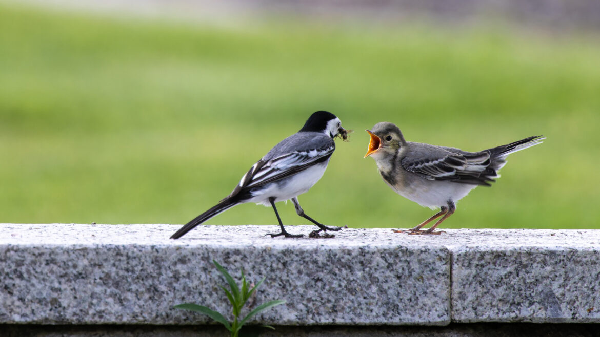 Wagtail feeding (0665)