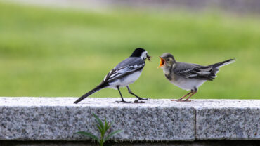 Wagtail feeding