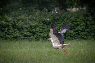 Flight study of a stork