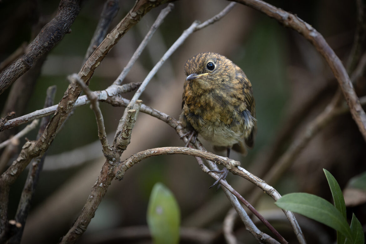 Young Robin (0015)